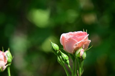 Bahçede yetişen güzel güller Yazın güneşli bir günde, yakın bir manzara 