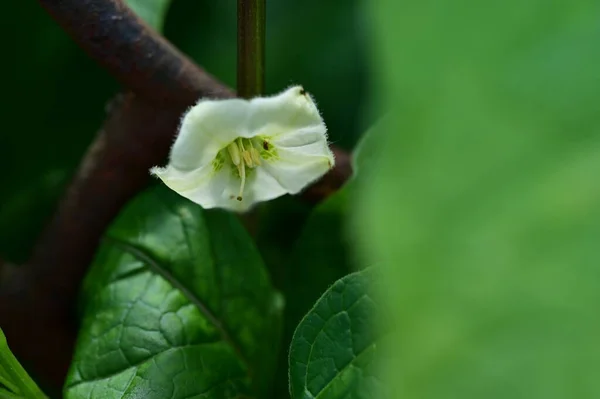 Witte Bloemen Groeien Tuin — Stockfoto