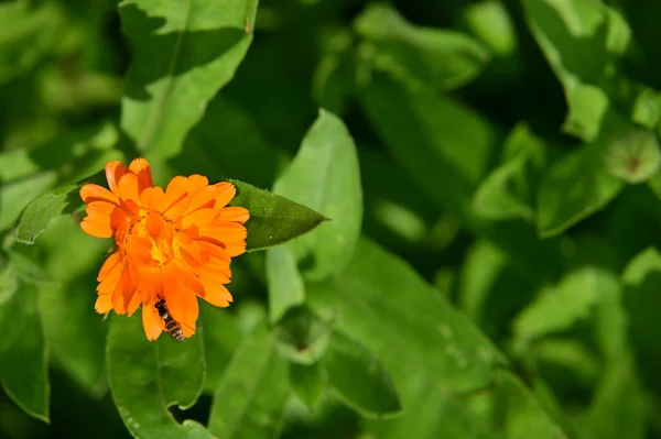 Méhecske Gyönyörű Narancs Virágok Kertben — Stock Fotó