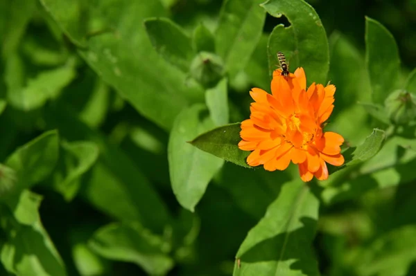Bij Zittend Mooie Oranje Bloemen Tuin — Stockfoto