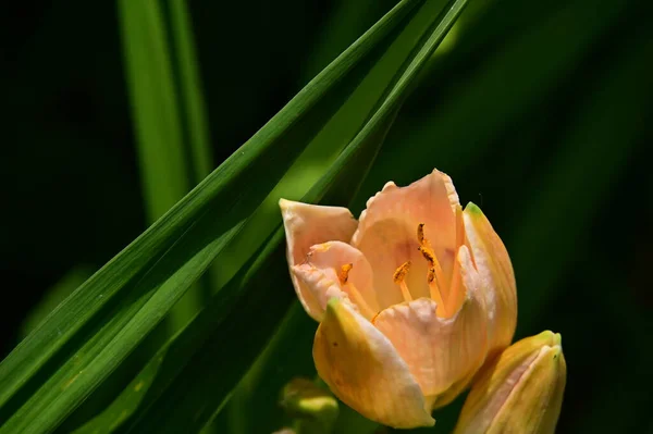 Krásný Botanický Záběr Přírodní Tapety Krásná Květina Rostoucí Zahradě — Stock fotografie