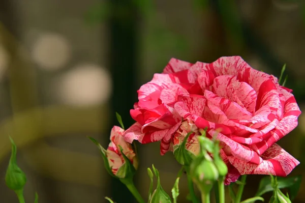 Красивые Розы Растут Саду Летний Солнечный День — стоковое фото