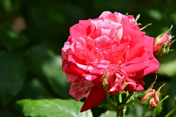 Güneşli Yaz Gününde Bahçede Büyüyen Güzel Güller — Stok fotoğraf
