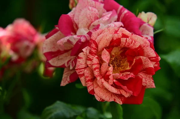 stock image beautiful roses growing in garden at summer sunny day 