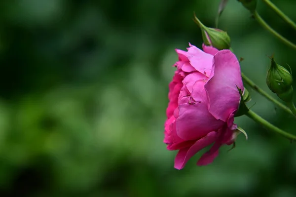 Όμορφα Λουλούδια Τριαντάφυλλο Αυξάνεται Στον Κήπο Καλοκαίρι Ηλιόλουστη Μέρα Κοντά — Φωτογραφία Αρχείου