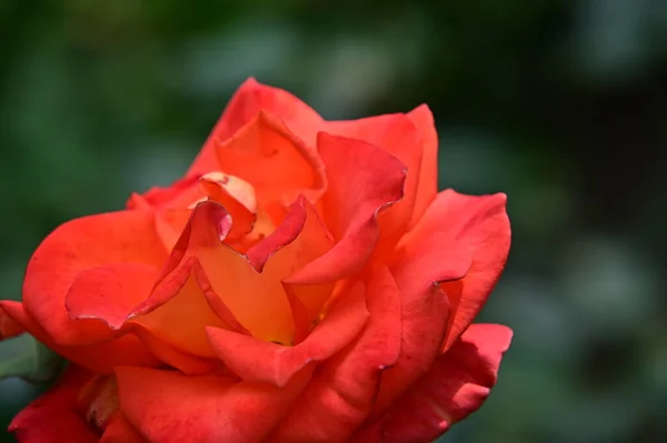 Vacker Röd Ros Trädgården — Stockfoto