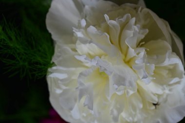 Bahçedeki beyaz şakayık çiçeği 