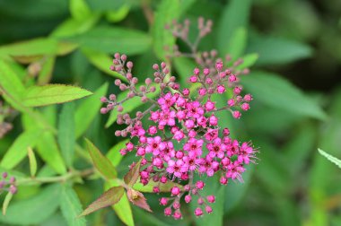 bahçede büyüyen güzel pembe çiçekler 