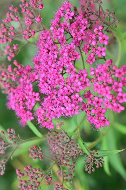 bahçede büyüyen güzel pembe çiçekler 