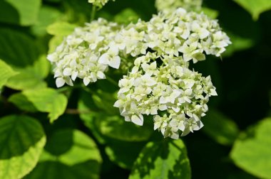 Güzel beyaz bir ortanca çiçeğinin yakın plan çekimi.