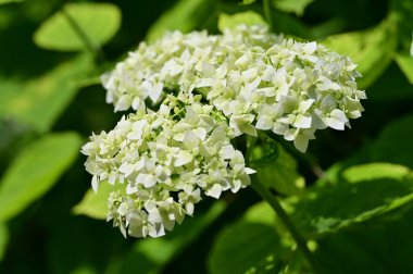 Güzel beyaz bir ortanca çiçeğinin yakın plan çekimi.