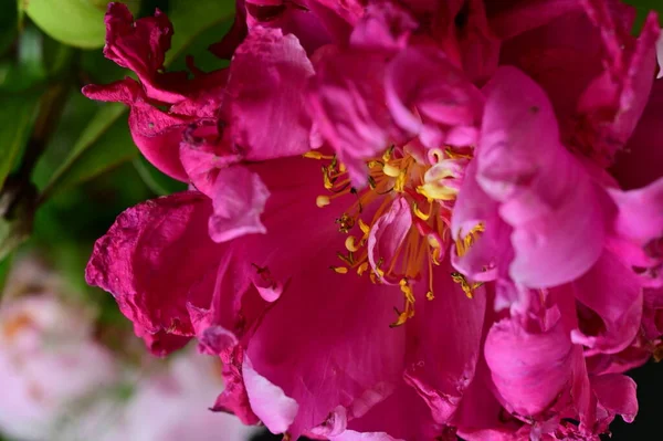 Belles Fleurs Pivoine Poussant Dans Jardin Journée Ensoleillée Été — Photo