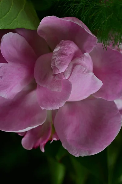 Vackra Pion Blommor Växer Trädgården Sommaren Solig Dag — Stockfoto