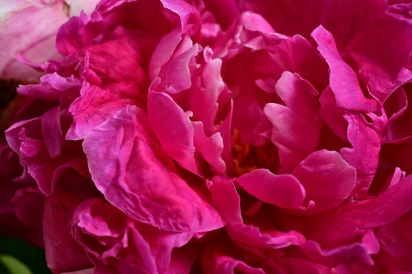 Красивые Пионские Цветы Растут Саду Летний Солнечный День — стоковое фото