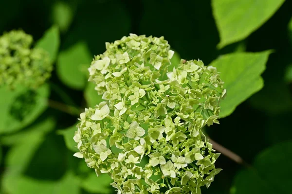 Detailní Záběr Krásné Bílé Hortenzie Květiny — Stock fotografie