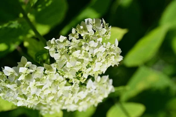 Close Shot Van Een Mooie Witte Hortensia Bloemen — Stockfoto