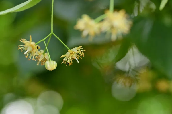 Schöne Botanische Aufnahme Natürliche Tapete Linden — Stockfoto