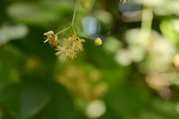 Schöne Botanische Aufnahme Natürliche Tapete Linden — Stockfoto