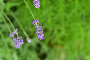 Bahçedeki lavanta çiçekleri