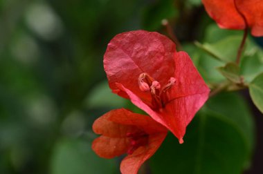 Bahçedeki kırmızı çiçekler, manzarayı kapat. 