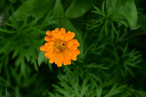 Vacker Botanisk Skott Naturliga Tapeter Vacker Blomma Som Växer Trädgården — Stockfoto