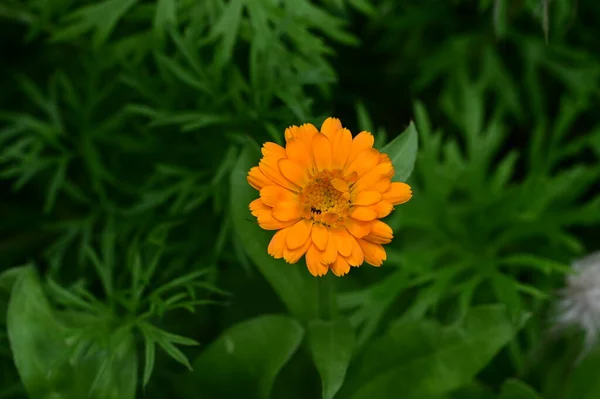 Frumos Împușcat Botanic Tapet Natural Flori Frumoase Creștere Grădină — Fotografie, imagine de stoc