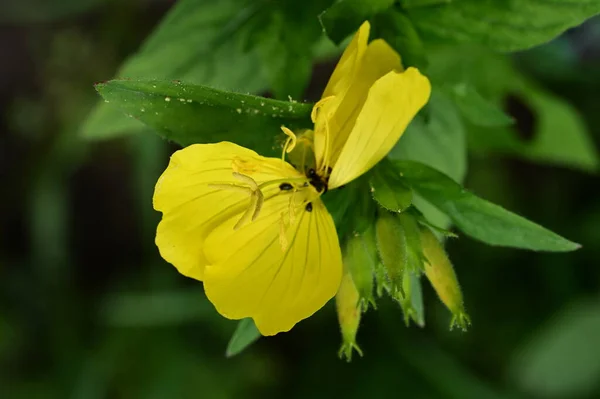 Крупним Планом Жовті Квіти Саду — стокове фото