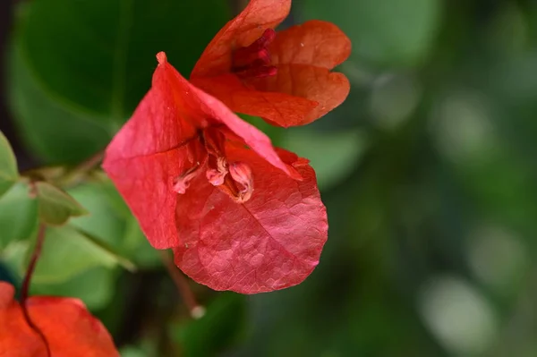 花园里的红色花朵 — 图库照片