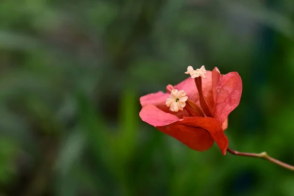 Flores Rojas Jardín Vista Cerca — Foto de Stock