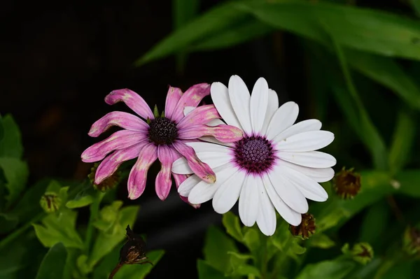 美しいボタニカルショット自然壁紙 庭で育つ美しい花は — ストック写真