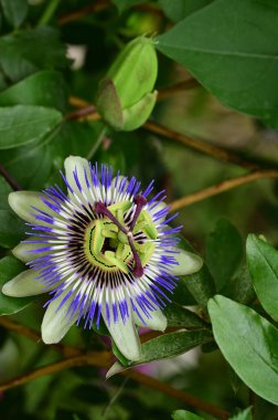 Bahçede yetişen güzel passiflora çiçekleri