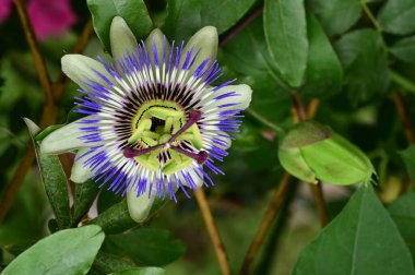 Bahçede yetişen güzel passiflora çiçekleri