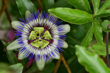 Bahçede yetişen güzel passiflora çiçekleri