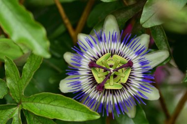 Bahçede yetişen güzel passiflora çiçekleri