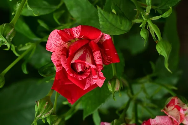 Beautiful Rose Flowers Growing Garden — Photo