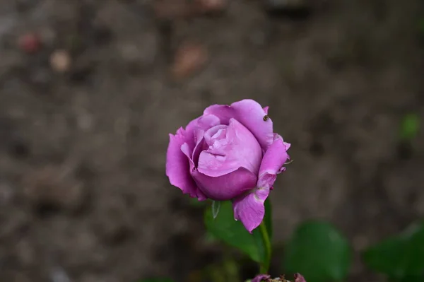 Kaunis Ruusu Kukka Kasvaa Puutarhassa — kuvapankkivalokuva