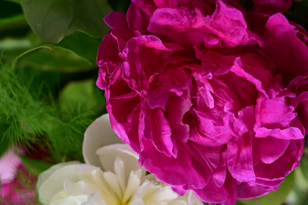 Gyönyörű Bazsarózsa Virágok Csokor Közelről — Stock Fotó