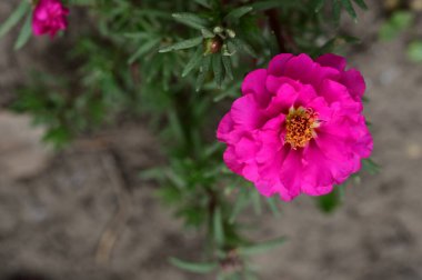 Bahçedeki pembe çiçekler 