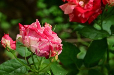 Güneşli yaz gününde bahçede yetişen güzel gül çiçekleri.