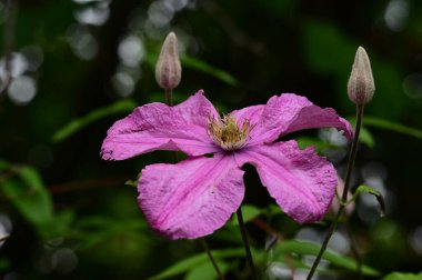 bahçede büyüyen güzel mor çiçekler 