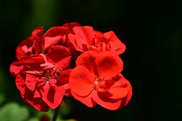 Röd Pelargon Blommor Nära Håll — Stockfoto