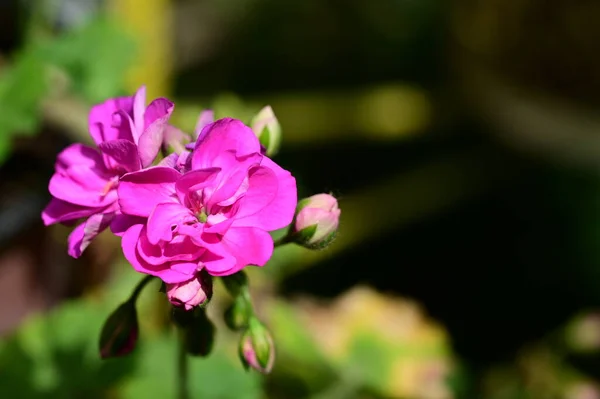 Różowe Kwiaty Ogrodzie — Zdjęcie stockowe