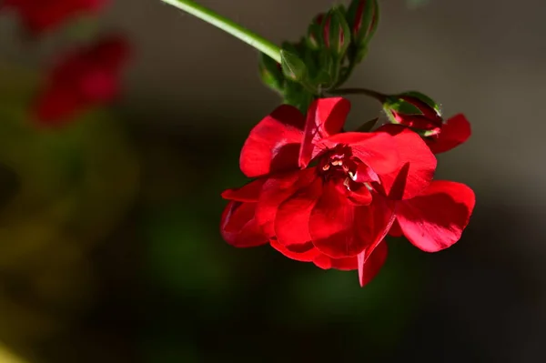 Κόκκινα Λουλούδια Γεράνι Κλείνω Πάνω Θέα — Φωτογραφία Αρχείου
