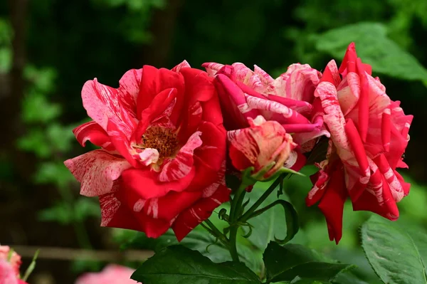 Krásné Růže Květiny Rostoucí Zahradě Létě Slunečný Den — Stock fotografie