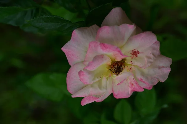 庭の美しい白とピンクのバラの花 — ストック写真