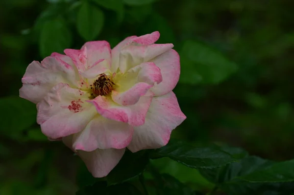 Krásná Bílá Růžová Růže Květina Zahradě — Stock fotografie