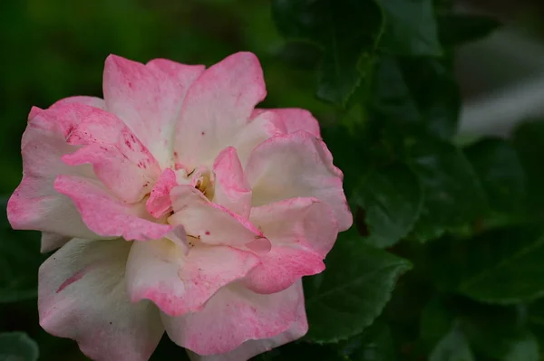 Gyönyörű Fehér Rózsaszín Rózsa Virág Kertben — Stock Fotó