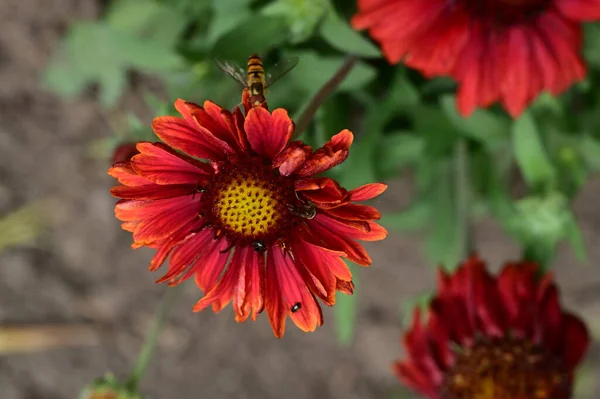 Sitter Vackra Röda Blommor Trädgården — Stockfoto