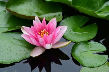 Gölette güzel pembe nilüfer çiçeği