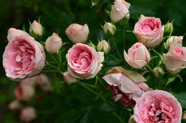 Bahçedeki güzel pembe güller